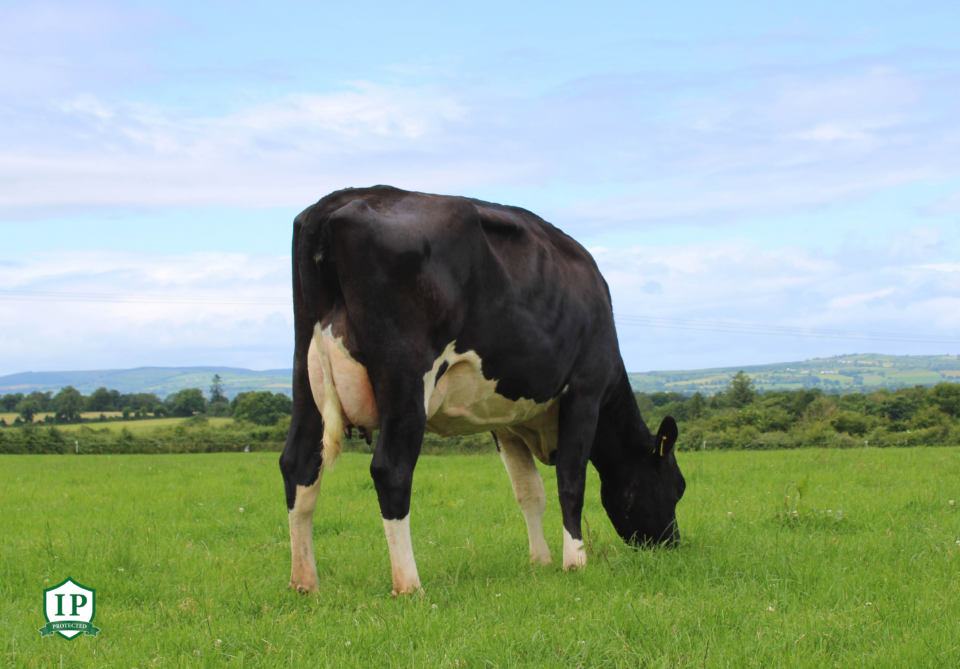 Swiftsheath Lucky IP