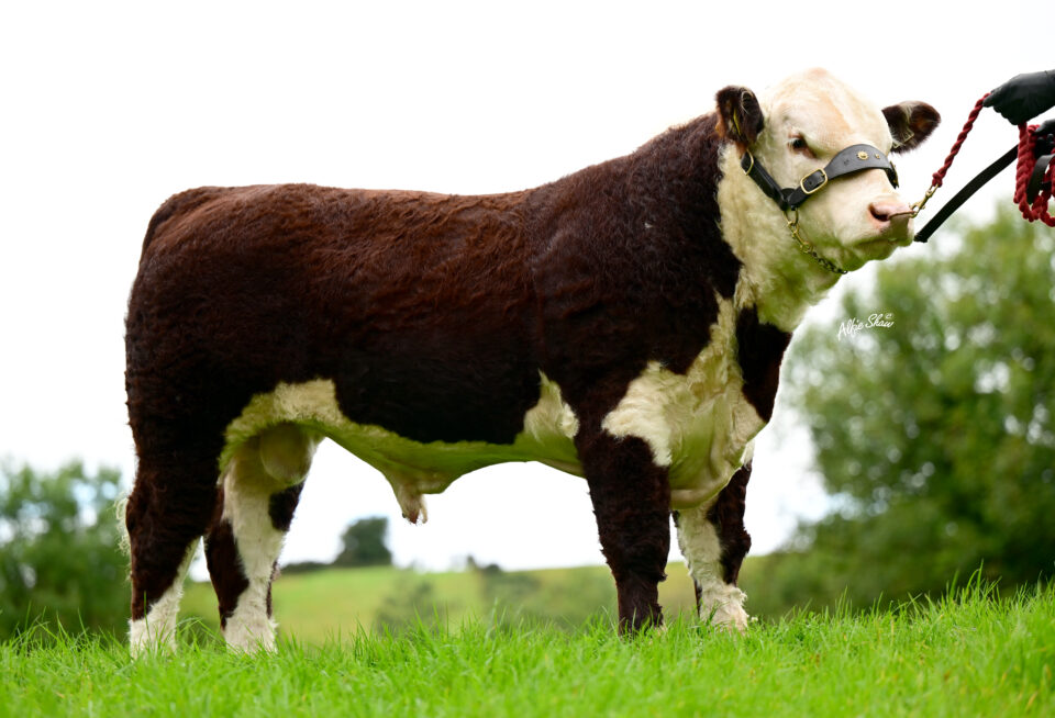 Creggpark Hunky Dory PP profile