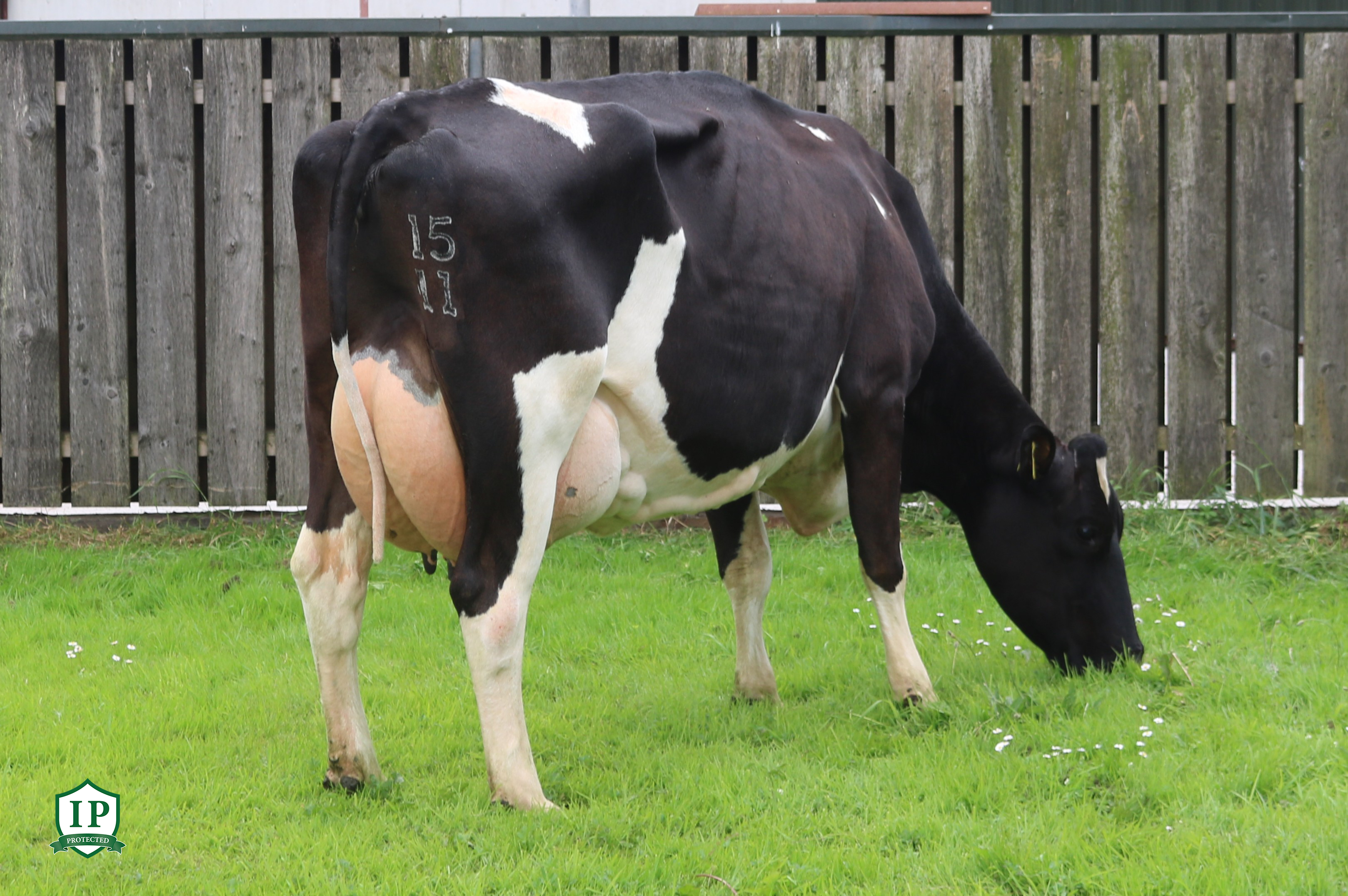 FR1982_COOPERHILL CEMENT SRM IP