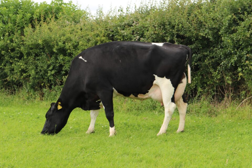 FR2571_BALLINARD MIXTO SRM_BALLINARD 2032 AINE 1641