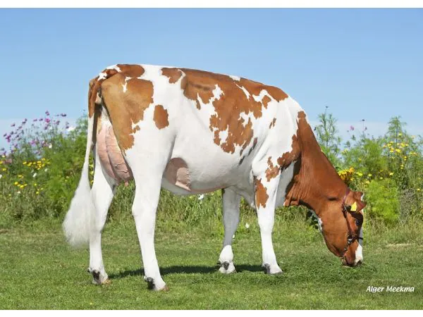 Caudumer Lol 492 - Dam of Sietze