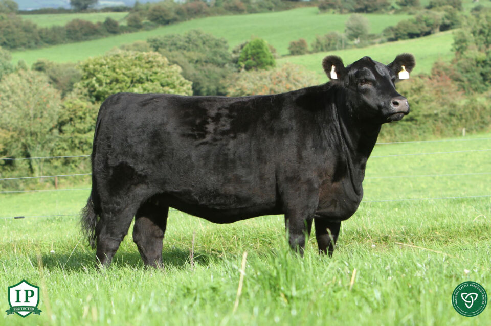 Dam of Perennial Domino ref S Murphy