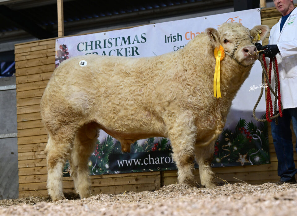 Kilvilcorris Udo profile Cracker Dec 2024