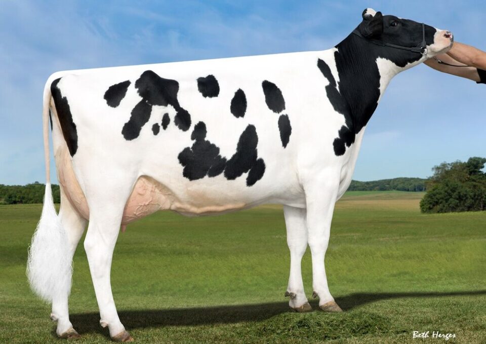 Bravo_5th dam_SANDY-VALLEY-NU-PRECIOUS-ETVG88