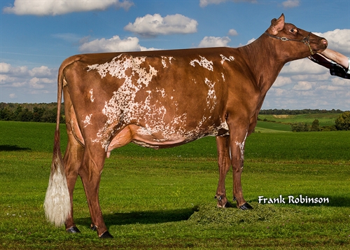 Laroc Crispers_LarocPredatorContess0824