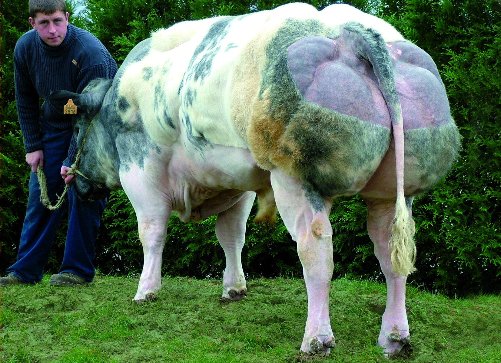 Canadian Club van de Kerkenhofstede 05-11-2008 II 081 (1)