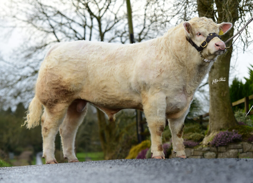 Clenagh Mischief best Clenagh Mischief best