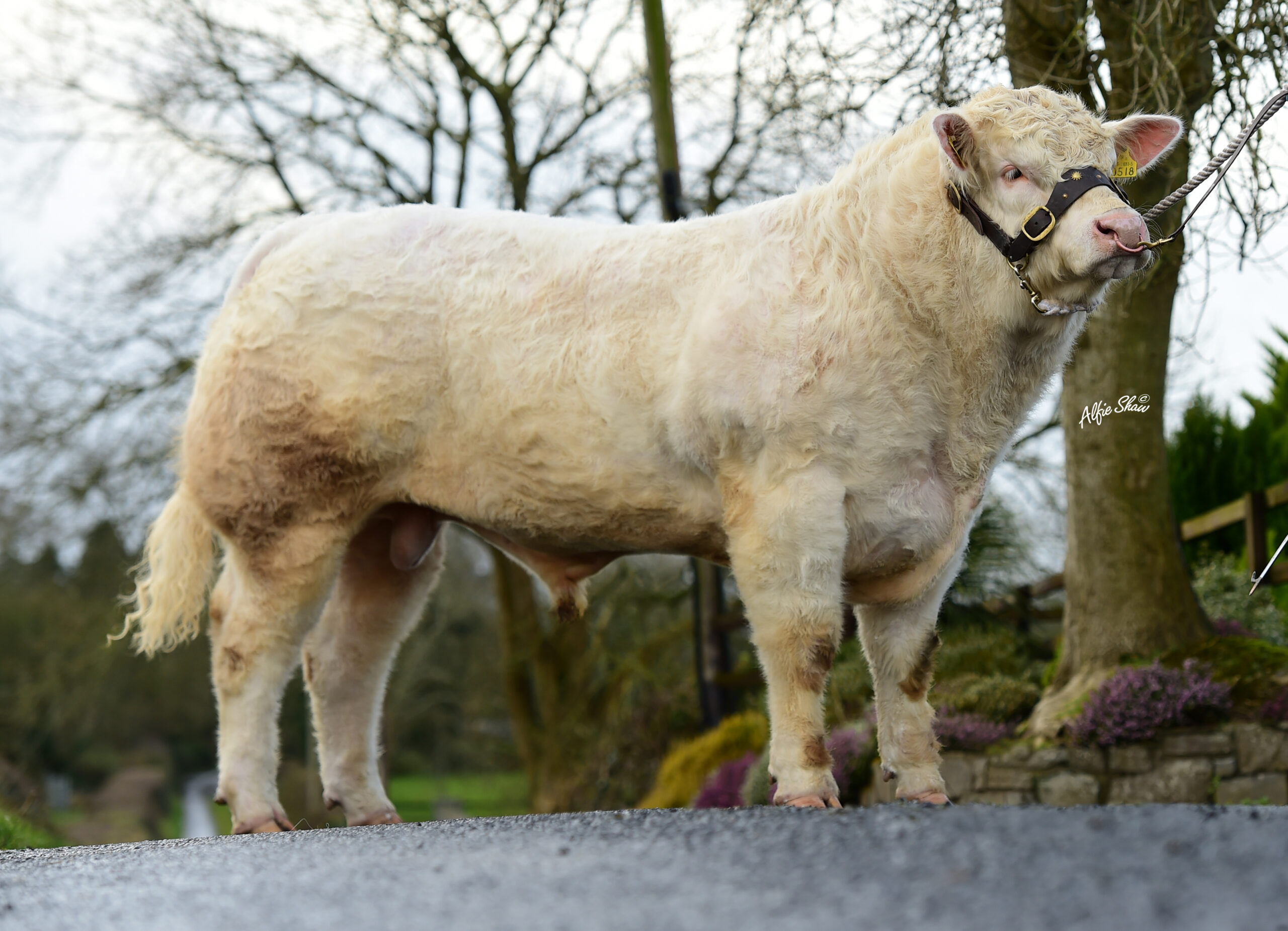 Clenagh Mischief best