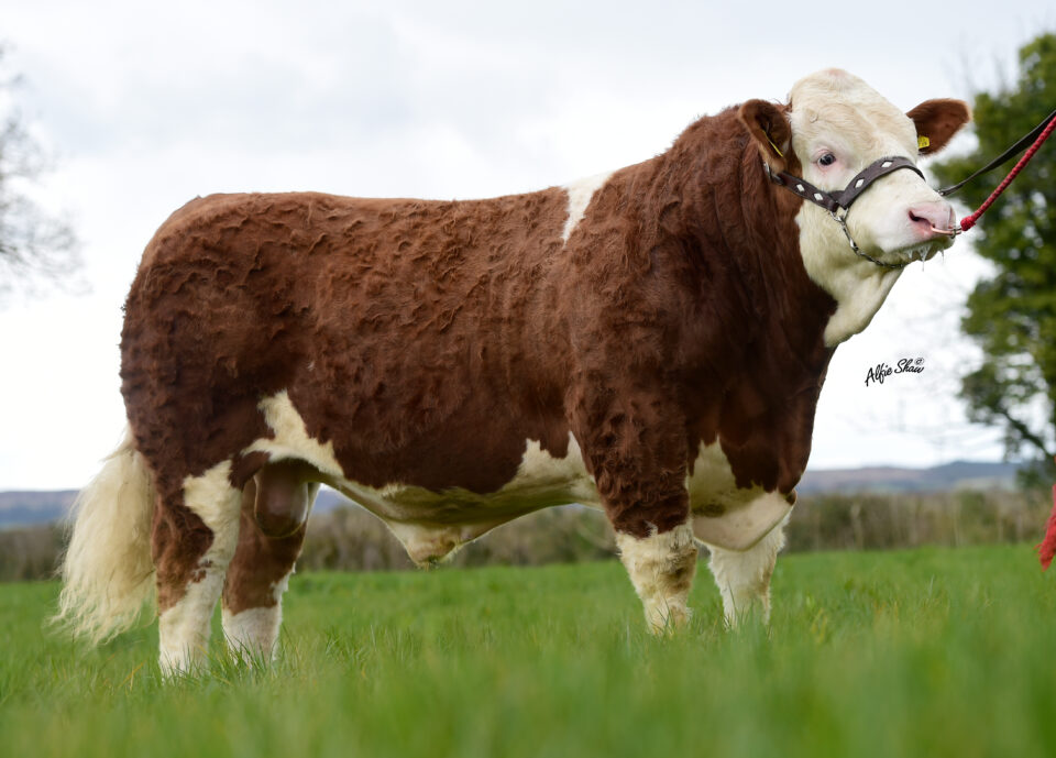 Clonagh Frosty King Clonagh Frosty King