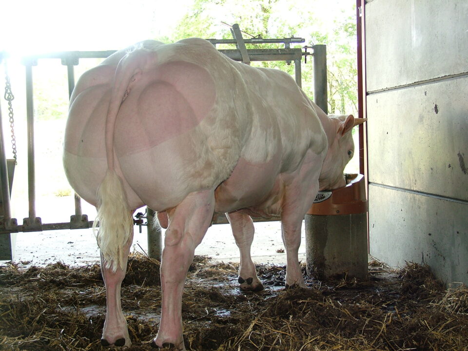 DBZ_Manitou DBZ_Manitou