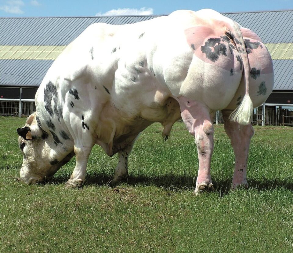 Dartagnan-du-Castillon Dartagnan-du-Castillon