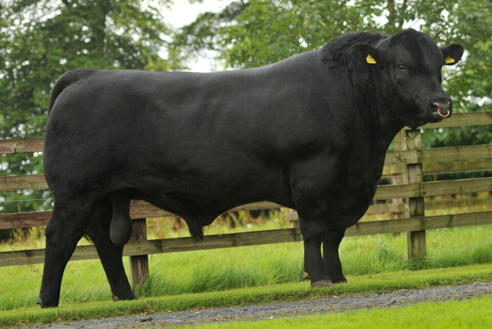 FPI_Friarstown Ideal Pete_1 FPI_Friarstown Ideal Pete_1