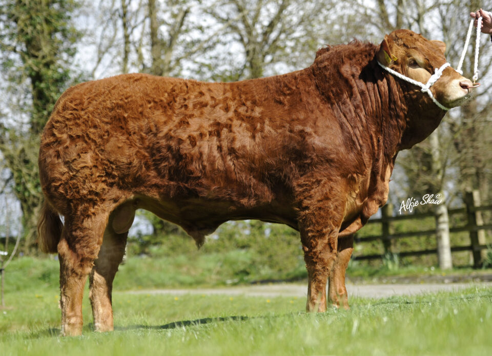 GWO 1 Castleview Gringo main GWO 1 Castleview Gringo main