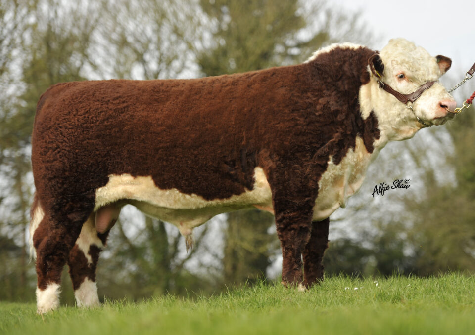 Grousehall 1 Premier GPZ Grousehall 1 Premier GPZ