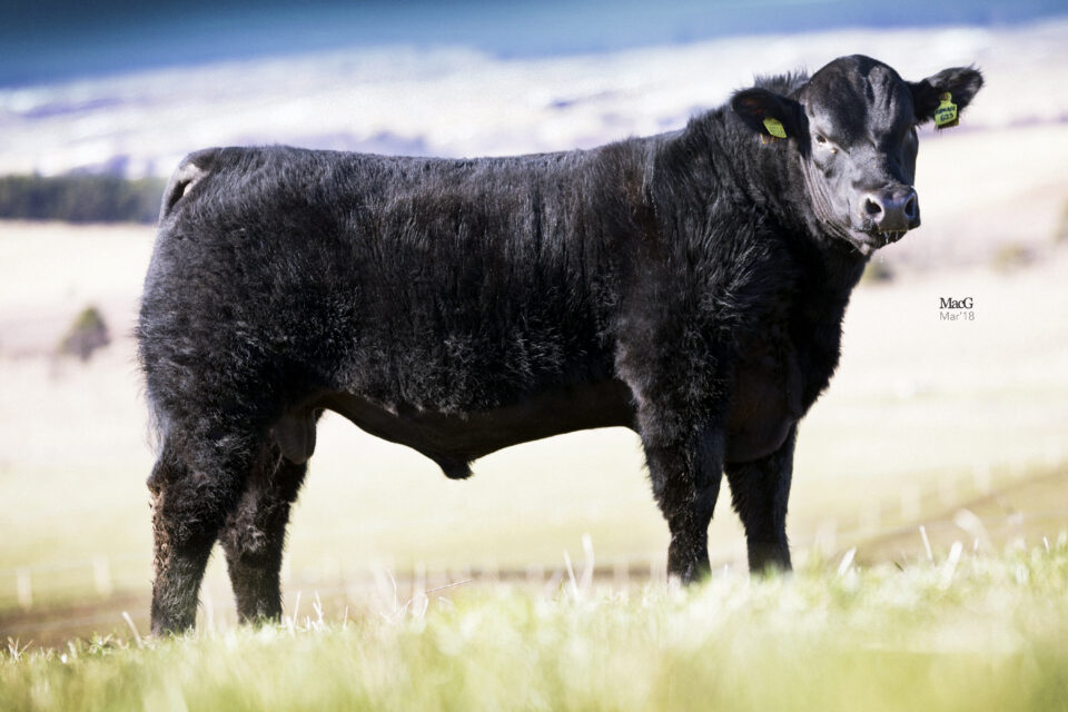 HW-Farghal-T516-4895 HW-Farghal-T516-4895