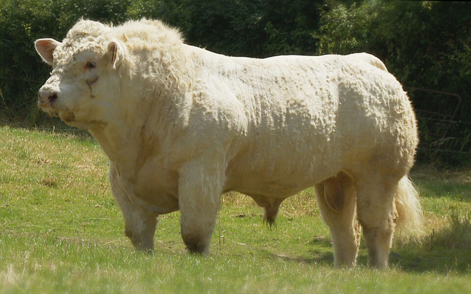 Inverlochy Gurkha GKA_1 Inverlochy Gurkha GKA_1