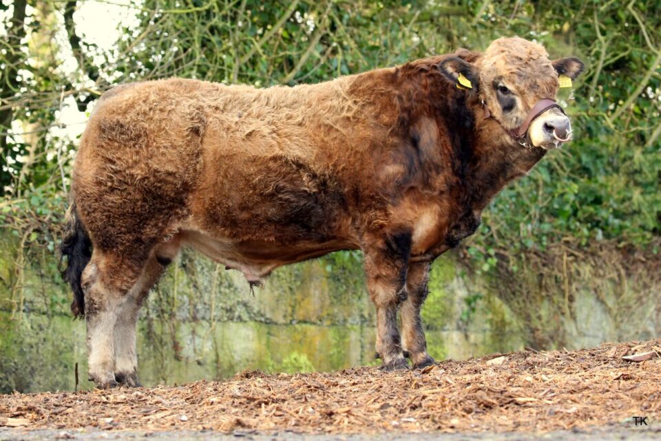 Johnstown Loyd AU4563