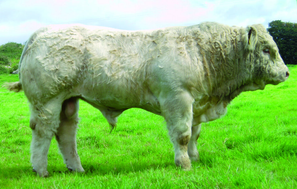 OLYMPUS DIGITAL CAMERA OLYMPUS DIGITAL CAMERA