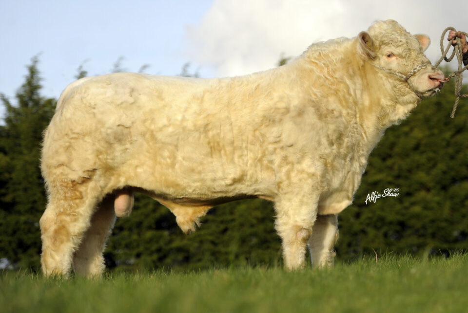 LZF_Cavelands Fenian LZF_Cavelands Fenian