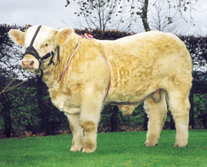 ODI_Organdi ODI_Organdi