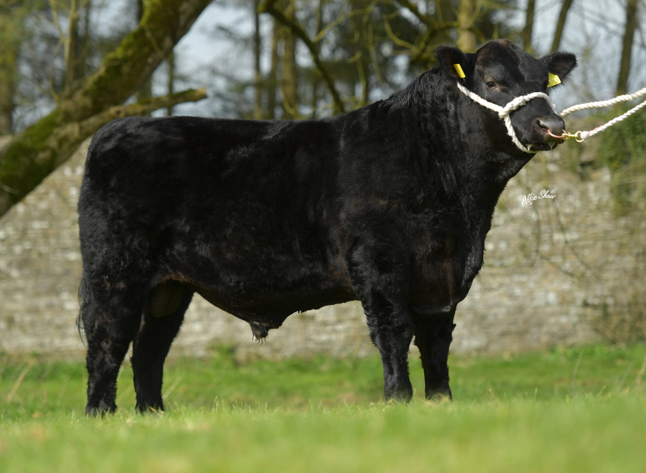 Prohurst Eoghan profile