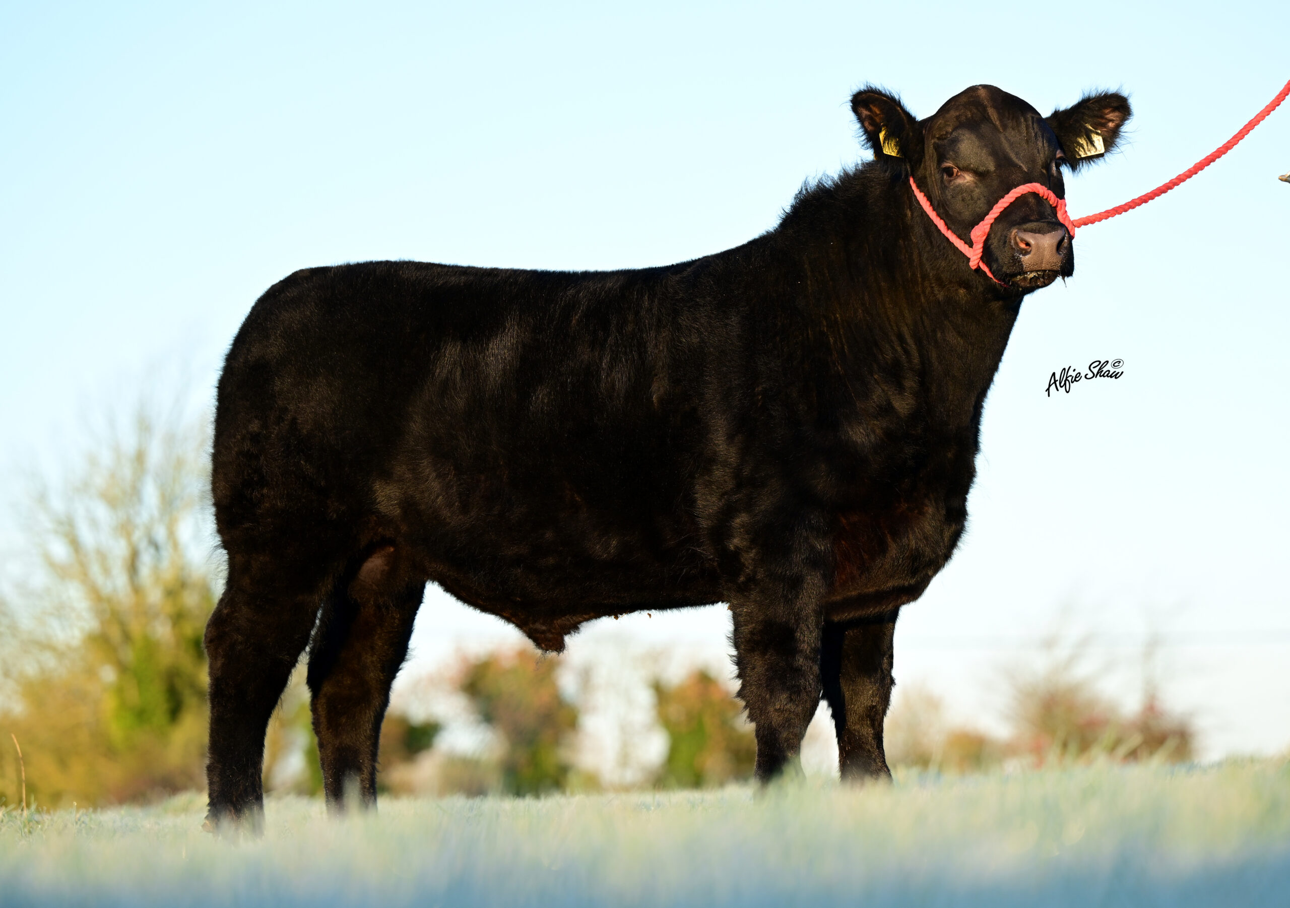 Pubblestown Lord Jack profile