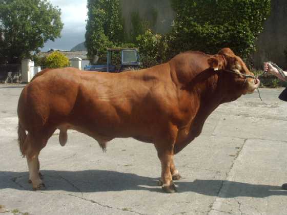 ROX_Rocky 1 ROX_Rocky 1