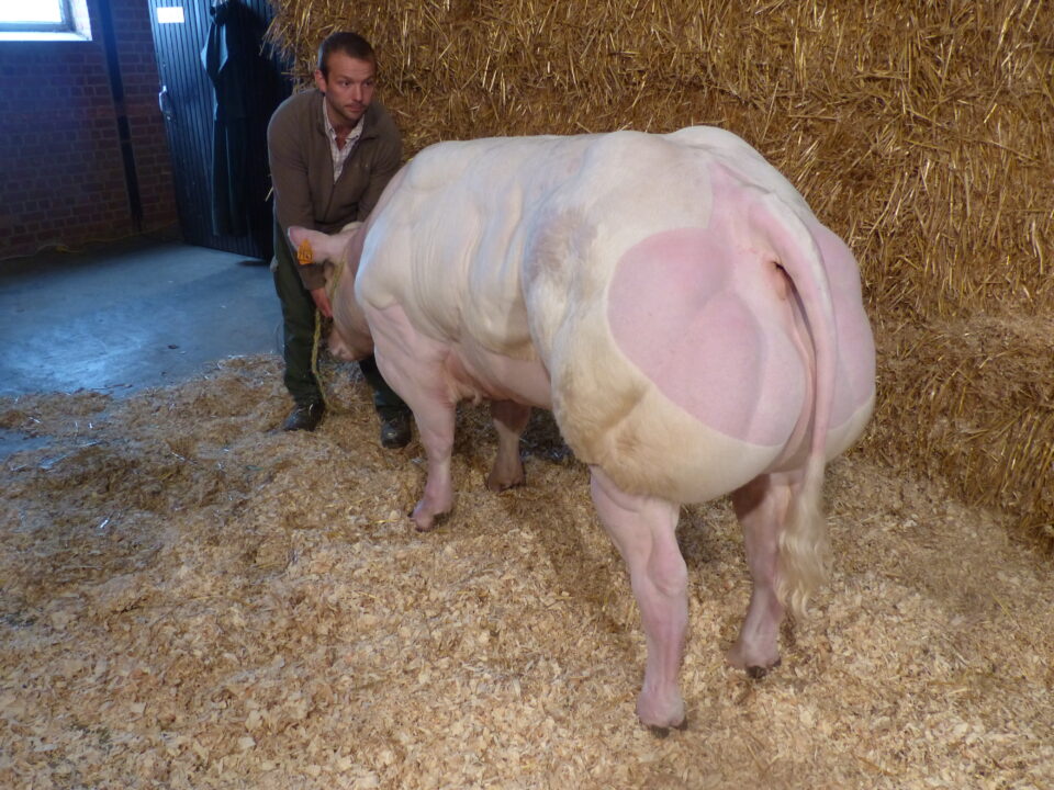 Rachid de Remichampagne (2) Rachid de Remichampagne (2)