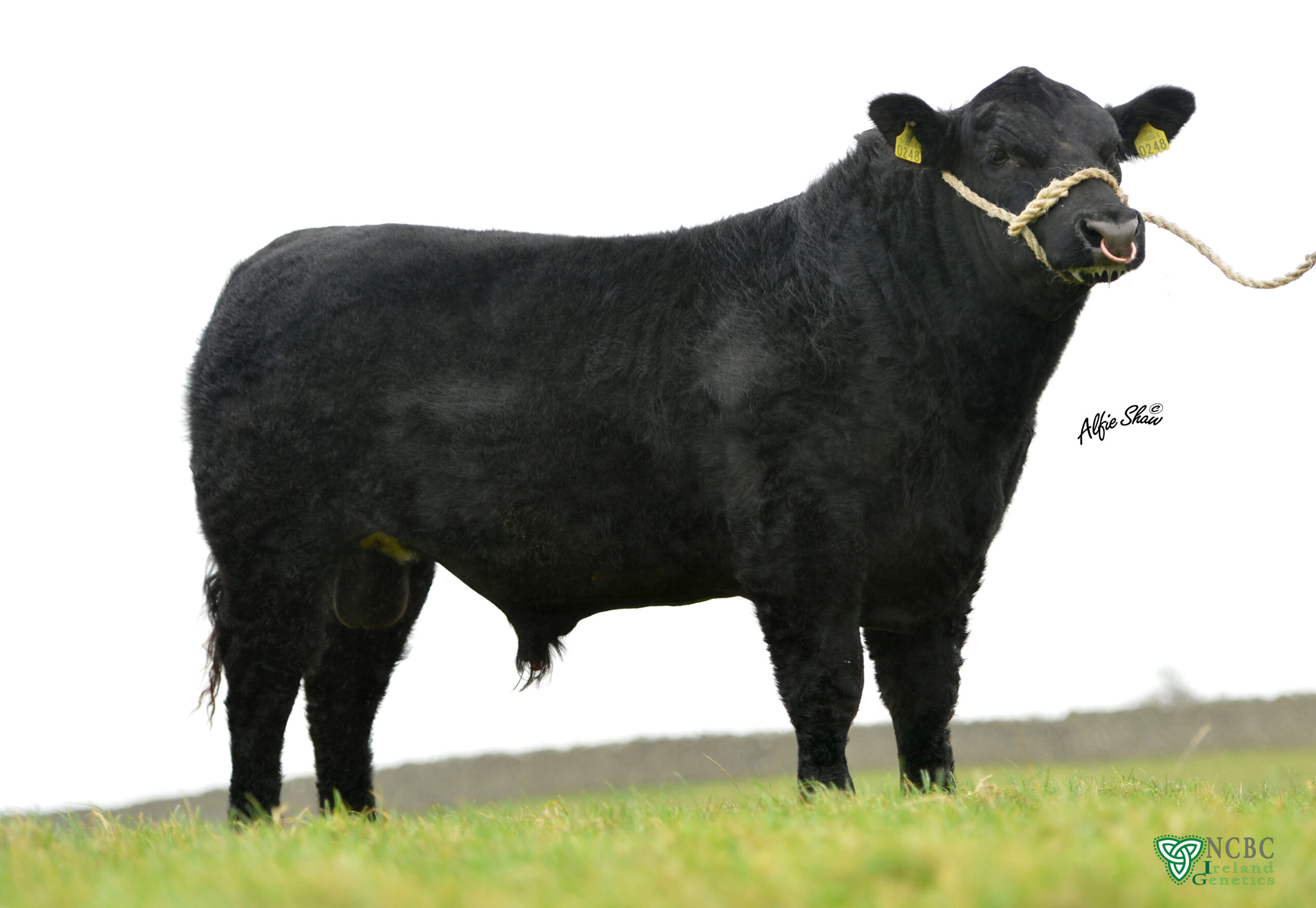 Steil Knockranny 248 AA2015 profile