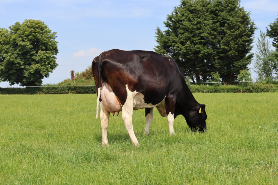 DAIRYZ MOJO DAM DAIRYZ MOJO DAM