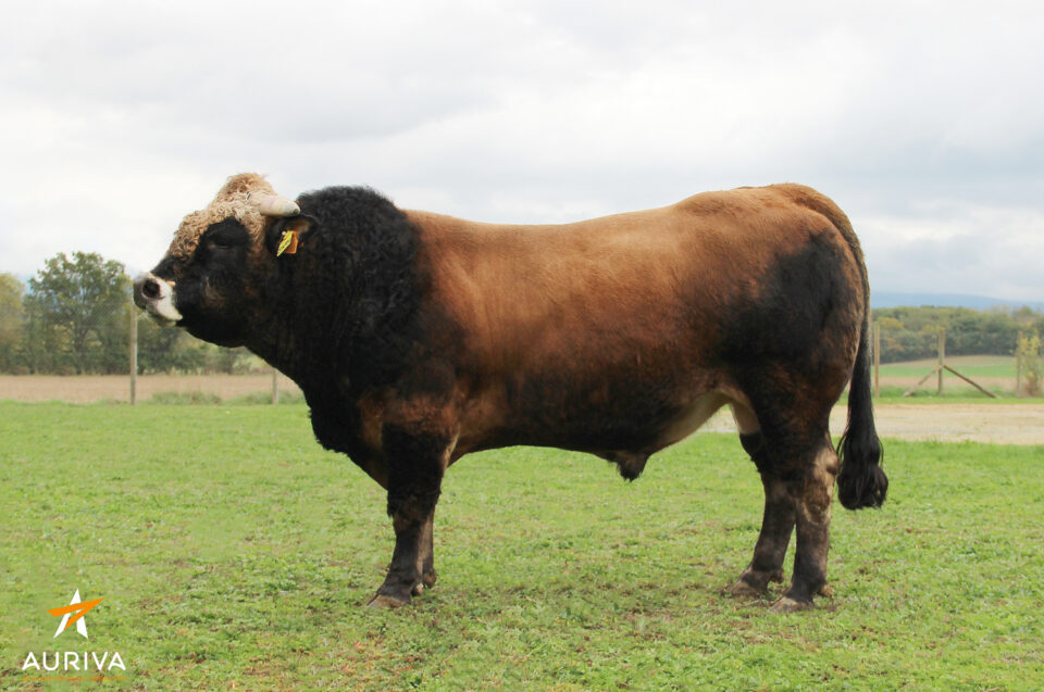 JINTOU_FR4815008930_Classique_HD