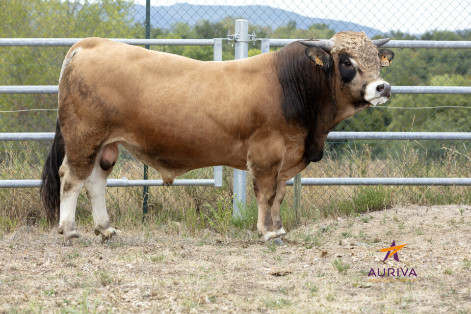 OCTAVE_FR4819005682_Classique_HD