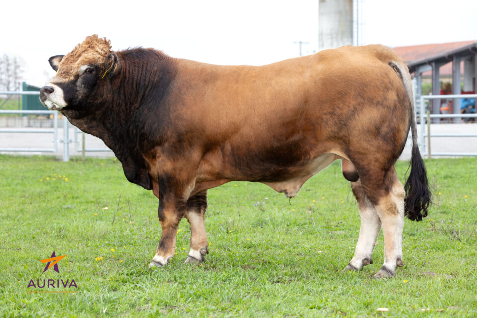 OTTO657EFB_DE0123125444_Classique 2019_HD