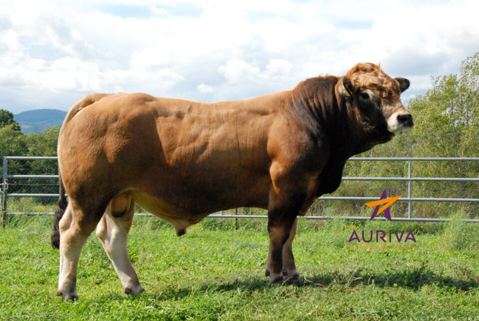 SPIROU PP_FR1541031394_Classique_HD