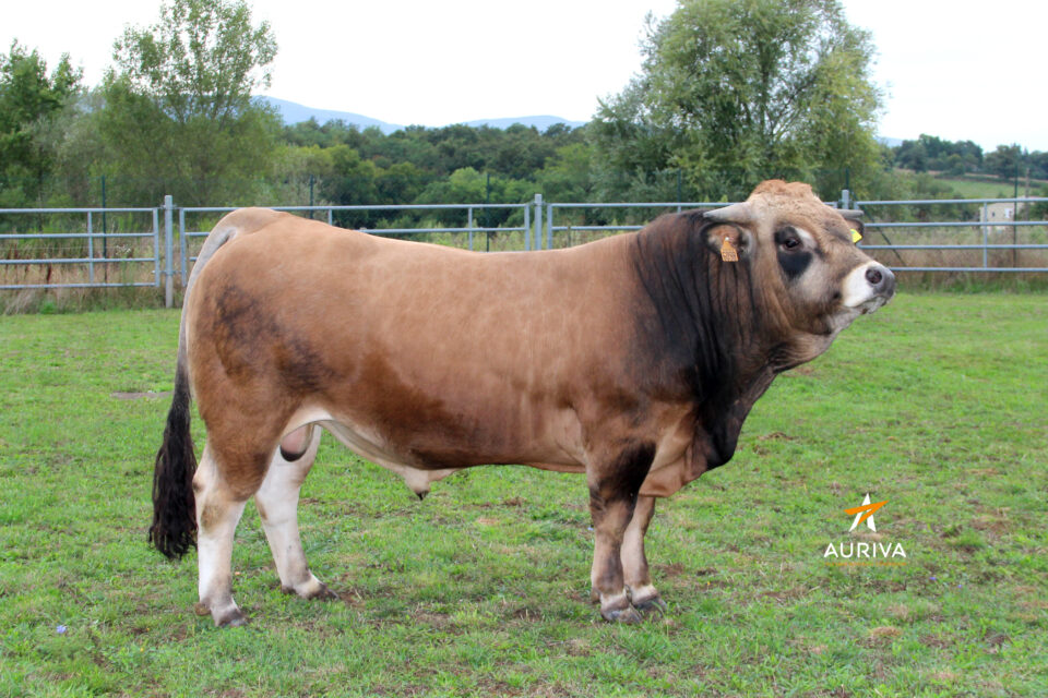 UREBILLE_FR4823036098_Classique_HD