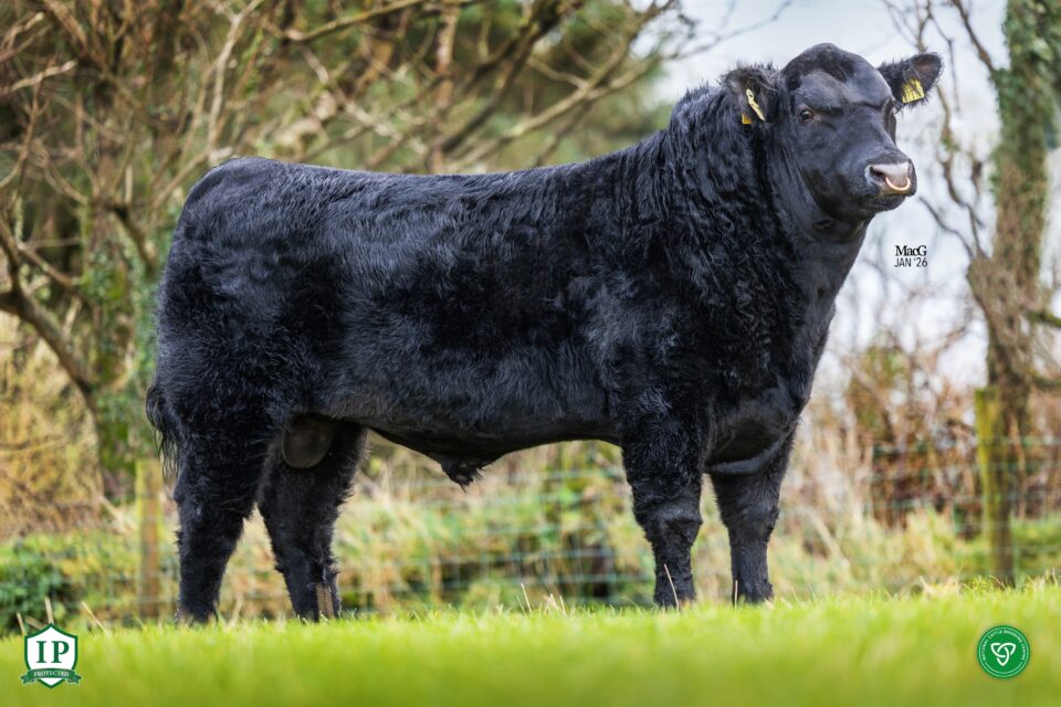 Carrigroe-Alexander_profile_1