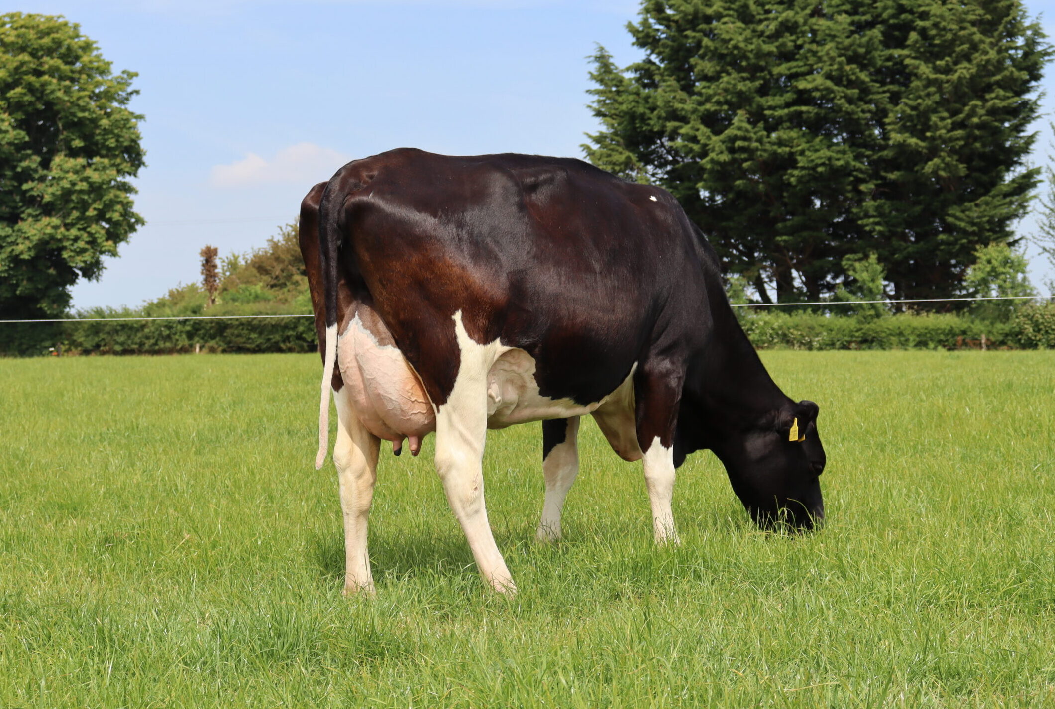 DAIRYZ MOJO DAM