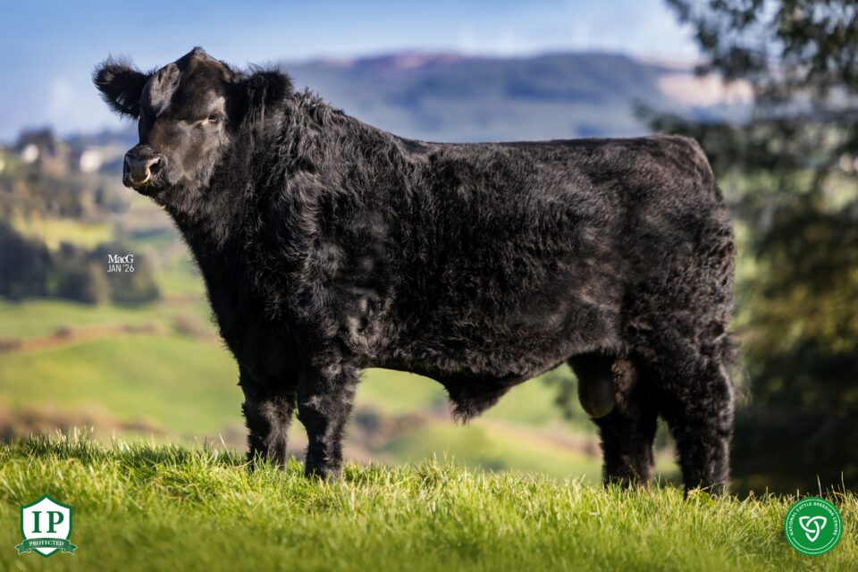 Deelish-Perfection_profile_1