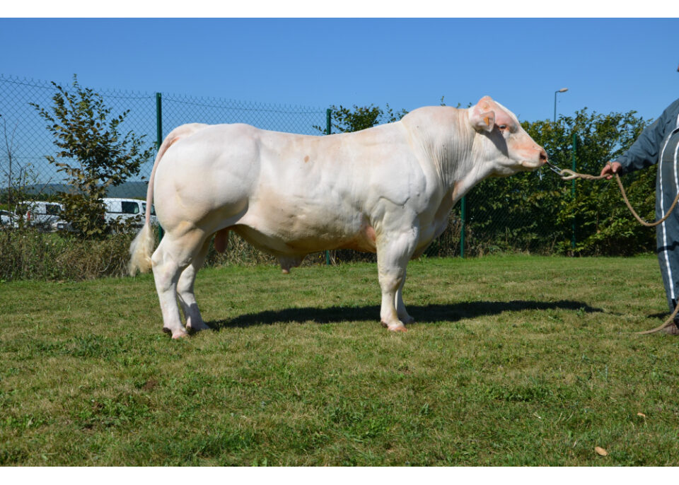 fantasio CH9565