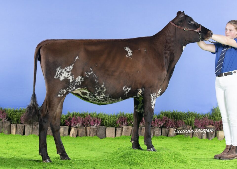 AYX384_Alkmonton Stardust Daughter AYX384_Alkmonton Stardust Daughter