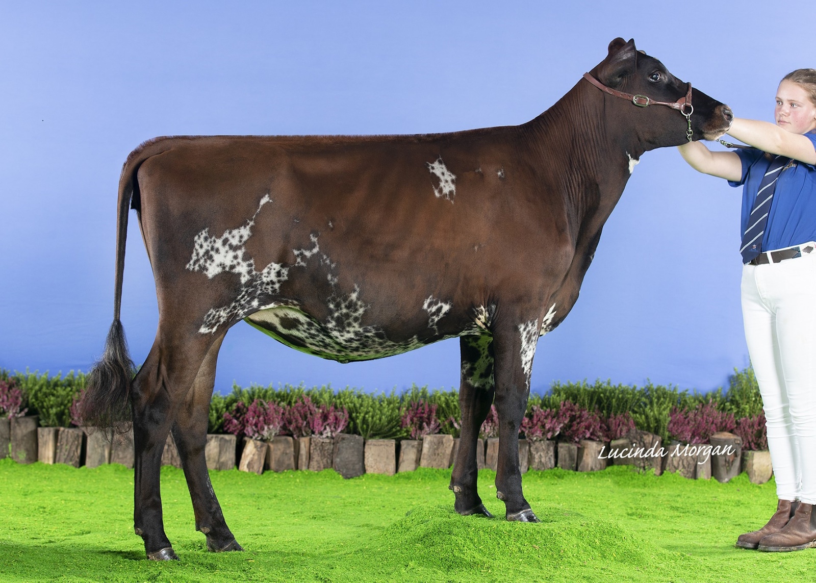 AYX384_Alkmonton Stardust Daughter