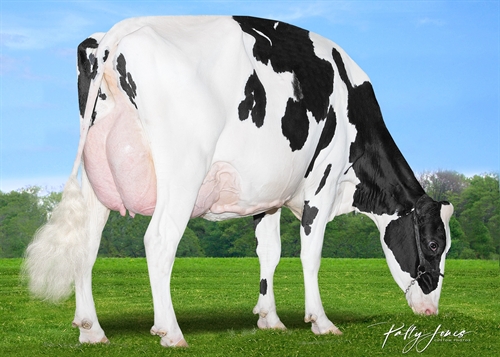 3rd dam of Zarnet Red 3rd dam of Zarnet Red