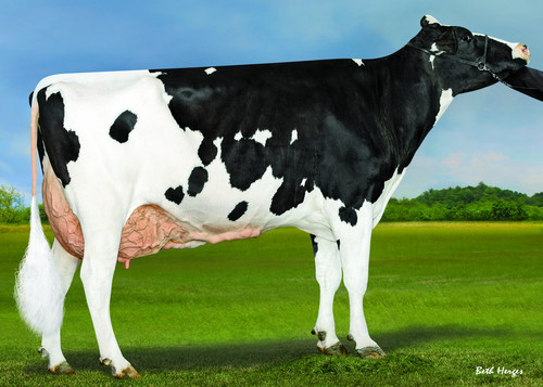 Bomaz Delta 7173 Daughter of 5th dam Bomaz Frido 6185 Bomaz Delta 7173 Daughter of 5th dam Bomaz Frido 6185