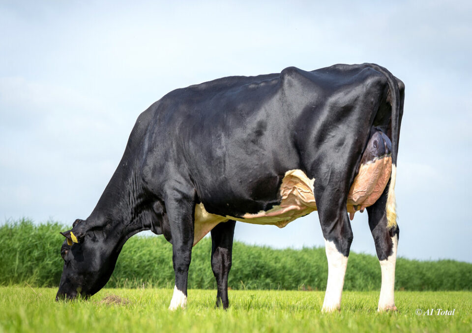 Cevitan 2nd Dam- BG Zazzle C Carlin K VG 87 NL VG 87 MS 2 yr