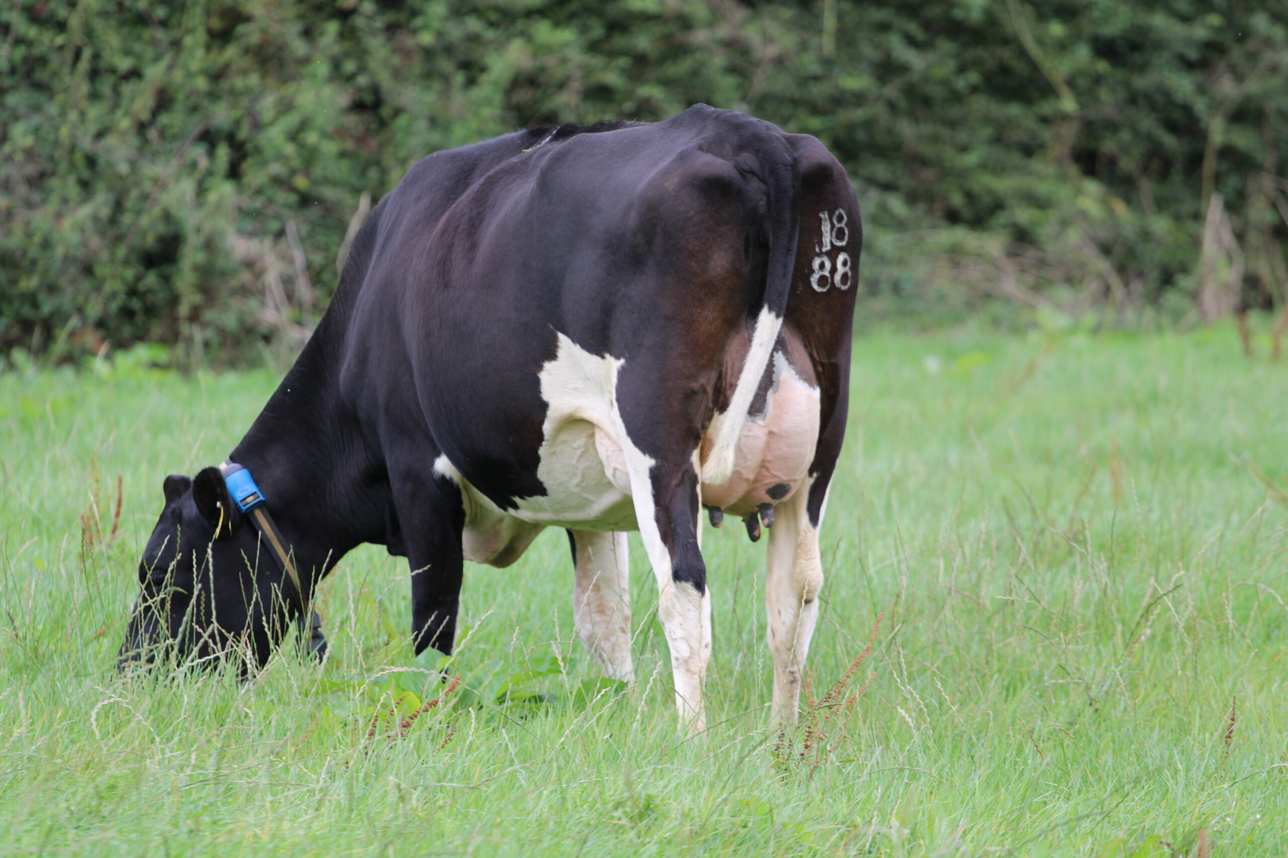 Cloonigney Hexy sister Grandslam daughter