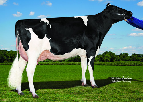 Highfert Maternal sister to Dam Aot Zasberilla Hake-ET EX-91 Highfert Maternal sister to Dam Aot Zasberilla Hake-ET EX-91